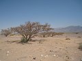  Acacia trees on the desert road towards Petra