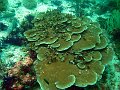  Hard corals