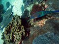  Parrotfish
