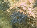  Blue soft corals