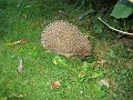IMG_0071