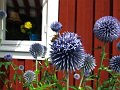  Flowers at Linderyd