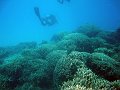  Diving at Michaelmas Cay