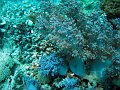  Great Barrier Reef has plenty of hard corals