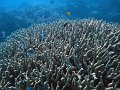  Hard corals with plenty of small fish