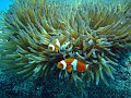  Anemone with clownfish