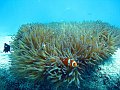  Anemone with clownfish