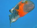  This wrasse came up really close several times