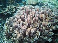  Weird corals