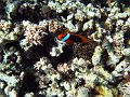  Tomato clownfish