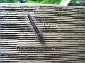  Millipede