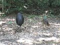  Cassowaries!