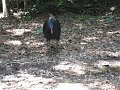  Mothe Cassowary