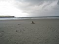  Sea lion on the beach