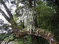  Funny looking tree stuff (lichen?)