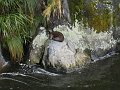  Seal resting