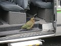  Kea bird in our bus