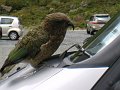  Kea up close!