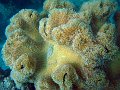  Elephant ear coral