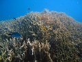  Grid network of hard corals