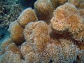  Elephant ear coral