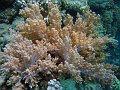  More corals