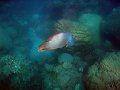  One of the 3 big wrasses resident in Manta Ray Bay