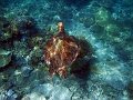  Hawksbill turtle