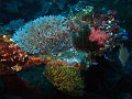  Great variety of corals, USS Liberty Wreck