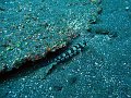  Goby, USS Liberty Wreck