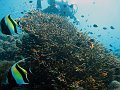  Coral garden, Tulamben