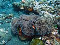  Coral garden, Tulamben