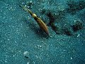  Goatfish, Coral garden, Tulamben