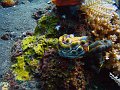  Sponge, Coral garden, Tulamben