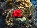  Coral garden, Tulamben