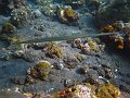  Cornetfish, Coral garden, Tulamben