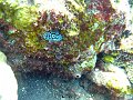  Nudibranch, Coral garden, Tulamben