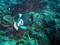  Emperor triggerfish, Manta point, Nusa Penida