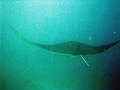  Manta ray, Manta point, Nusa Penida