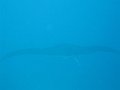  Manta ray, Manta point, Nusa Penida