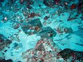  Bluespotted stingrays, Manta point, Nusa Penida