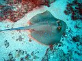  Bluespotted stingray, Manta point, Nusa Penida