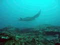  Manta ray, Manta point, Nusa Penida