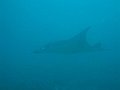  Manta ray, Manta point, Nusa Penida