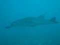 Manta ray, Manta point, Nusa Penida