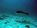  Manta ray, Manta point, Nusa Penida