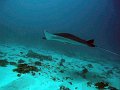  Manta ray, Manta point, Nusa Penida