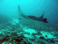  Manta ray, Manta point, Nusa Penida