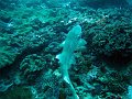  Nurseshark, Manta point, Nusa Penida