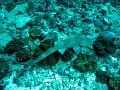  Nurseshark, Manta point, Nusa Penida